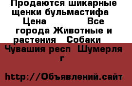 Продаются шикарные щенки бульмастифа › Цена ­ 45 000 - Все города Животные и растения » Собаки   . Чувашия респ.,Шумерля г.